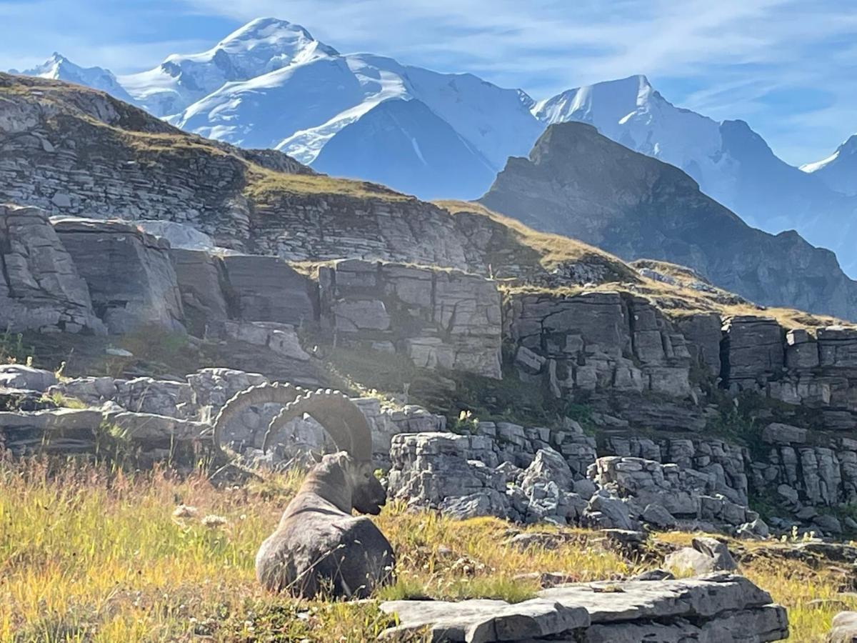 Residence Les Chardons Argentes 2 Samoëns Екстериор снимка